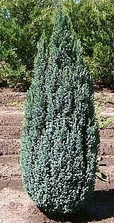 Cypřišek lawsonov Ellwoodii, v květináči 30/40 cm Chamaecyparis lawsoniana Ellwoodii